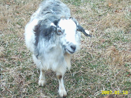 goats029.jpg